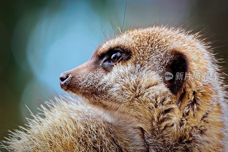 猫鼬（Suricata suricatta）